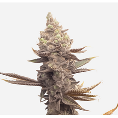 Permanent Bluez genetics, Фасовка: 3+1